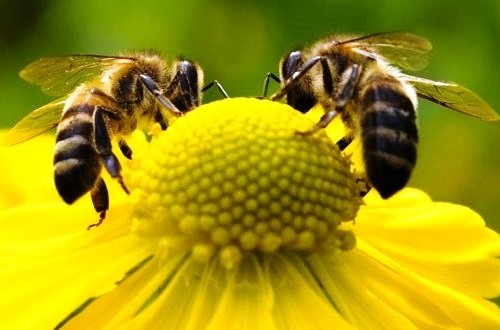 abelhas-flor