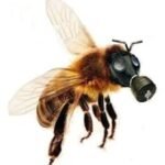 abelhas-x-veneno